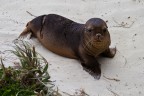 Cucciolo di lLeone Marino,Kangaro Island,Australia Cucciolo di lLeone Marino,Kangaro Island,Australia