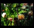 Bokeh Bokeh