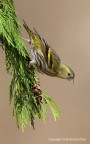 Lucherino eurasiatico (Carduelis spinus) - Acrobata