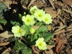 1°giorno di primavera, buon risveglio a tutti 1°giorno di primavera, buon risveglio a tutti