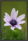 anemone...