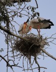 Mycteria ibis (cicogna beccogiallo) Mycteria ibis (cicogna beccogiallo)