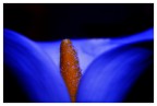 calla nel blu calla nel blu
