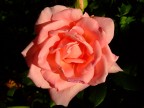 Rosa del mattino Rosa del mattino
