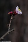 Finalmente � primavera.
Semba impossibile che da un secco rametto possa nascere un fiore cos� delicato.

Fiore e boccioli di albicocco.
Canon EOS 400D EF 50mm f/1.8 II - ISO 100, f/3,5, 1/500 sec