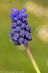 Muscari neglectum Guss. ex Ten., 1842