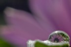 drop drop