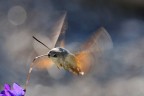 In Volo In Volo