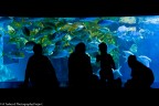 Silhouette di famiglia al Sea Life Aquarium, Londra.

Canon EOS 400D EF 24-85mm
ISO 1600, f/3,5, 1/90 sec
Handheld