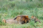 Tenero... Come un leone Tenero... Come un leone