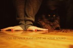 Un gatto muto Un gatto muto
