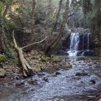 nel bosco nel bosco
