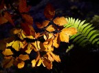contrasti della natura contrasti della natura