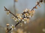 Inizio primavera Inizio primavera