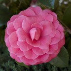 camelia camelia