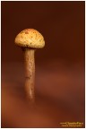 Pholiota nella nebbia