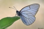 Aporia crategi Aporia crategi