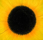 Sole nero Sole nero