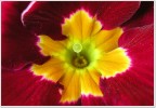 primula