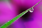 Tantissimi micro gioielli Tantissimi micro gioielli