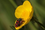 ...Vento Di Primavera...!!! ...Vento Di Primavera...!!!