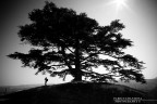 one man, one tree, one shot. one man, one tree, one shot.
