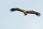 Grifone (Gyps fulvus) Grifone (Gyps fulvus)