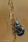 Chrysomelidae - Timarcha sp