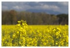 Campagna in giallo Campagna in giallo