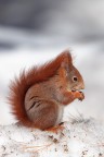 Scoiattolo Rosso Scoiattolo Rosso