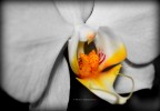Dettaglio Orchidea Dettaglio Orchidea