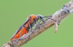Dolerus schulthessi Dolerus schulthessi