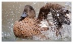 Giochi d'acqua Giochi d'acqua