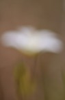 Un fiore Un fiore