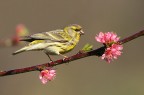 VERZELLINO SUL PESCO....... VERZELLINO SUL PESCO.......