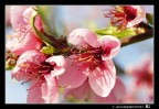 Blossom