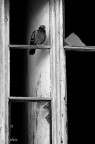Il guardiano Il guardiano