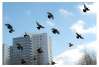 Volare O O Volare O O