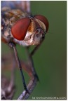 Mosca a5:1 Mosca a5:1