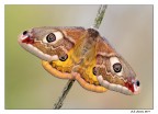 Falena Falena