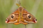 Saturnia pavoniella Saturnia pavoniella