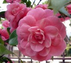 Gia  Una CAMELIA......il fiore dell'amore in omaggio alla pi� bella
 delle visitatrici e commentatrici della mia modesta foto......
        Critiche sempre gradite.....
        CIAOOOO a tutti gli amici