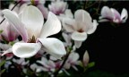 magnolia