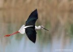 Cavalierte d'Italia (Himantopus himantopus) Cavalierte d'Italia (Himantopus himantopus)