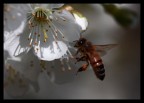 Ape e fiore di ciliegio Ape e fiore di ciliegio