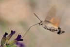macroglossa stellatarum macroglossa stellatarum