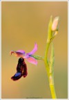 Ophrys sp.. Ophrys sp..