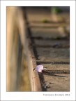 Glicine Carottese Glicine Carottese