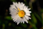 Microcosmo
