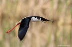 Cavalierte d'Italia (Himantopus himantopus)